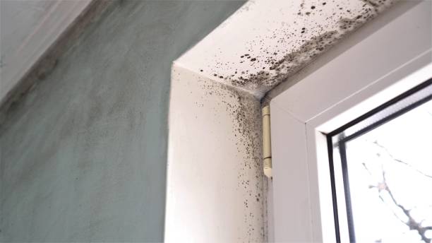 Best Mold Removal for HVAC Installations  in Lowell, IN
