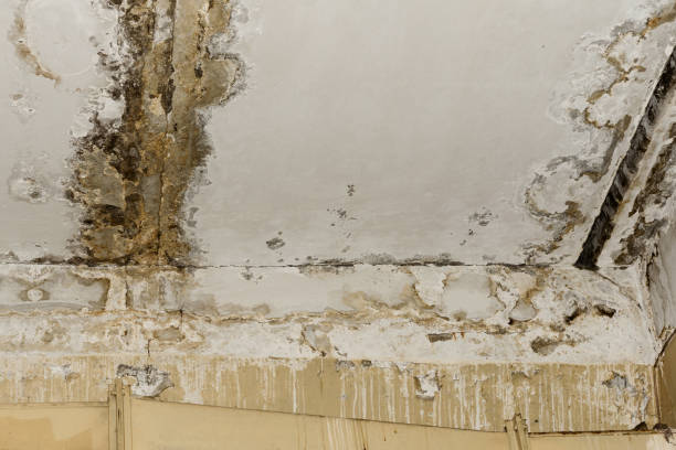 Best HVAC Mold Inspection and Cleaning  in Lowell, IN